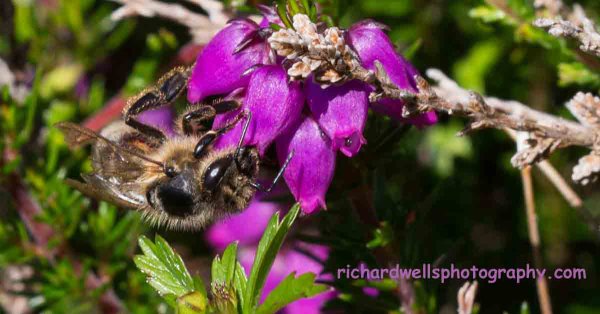 Bee on Bell Heather