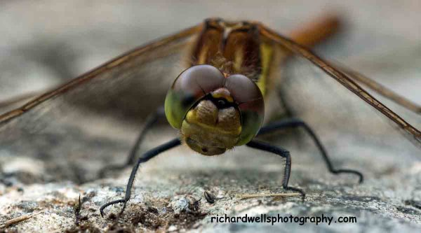 Dragonfly Sizing Me Up...