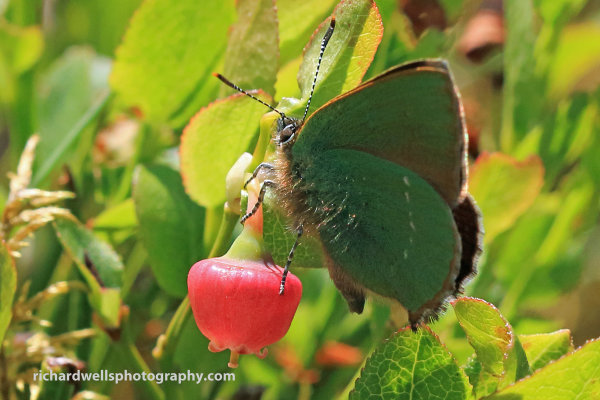 Green Hairstreak, Linn Dean, Scottish Wildlife Trust Reserve.