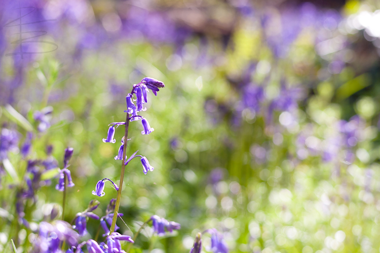 Bluebells in Thorncombe Woods