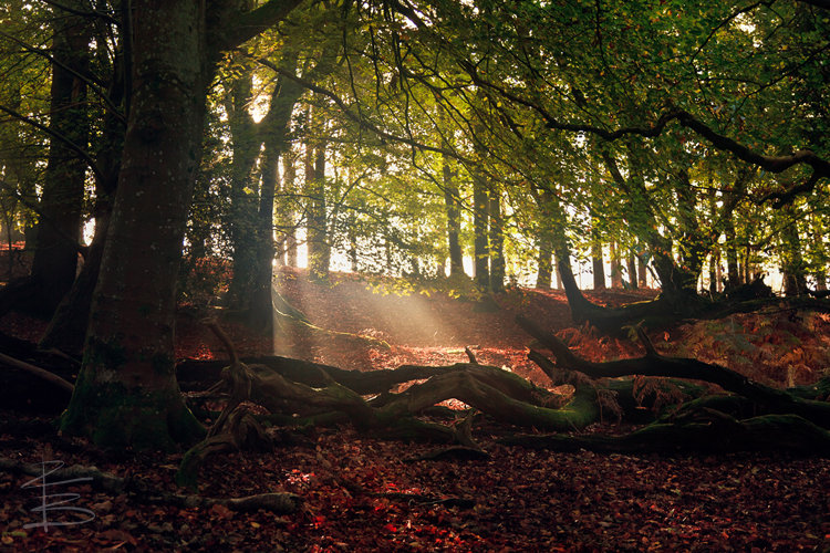 Forest Light