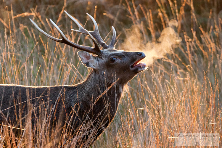Autumn Morning Stag