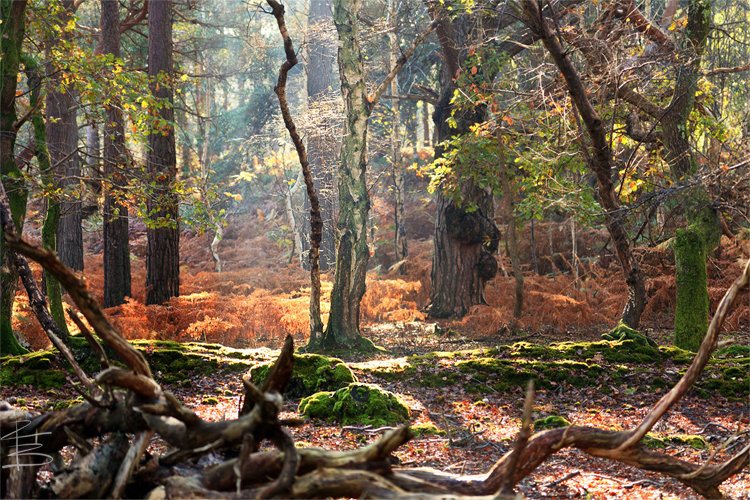 Autumn Woodlands