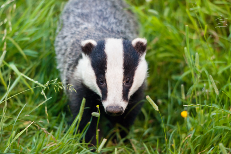 Badger Cub
