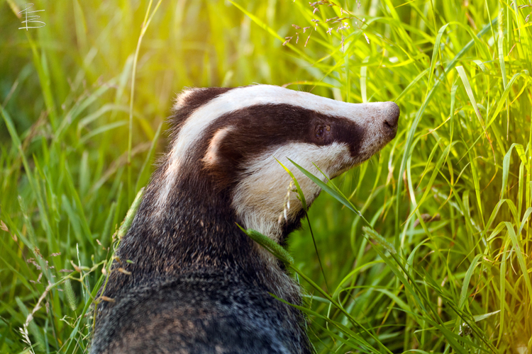 Badger in the evening sunlight