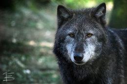 Bad Wolf