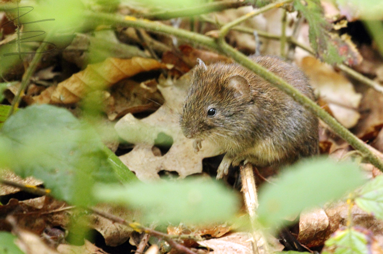 Bank Vole