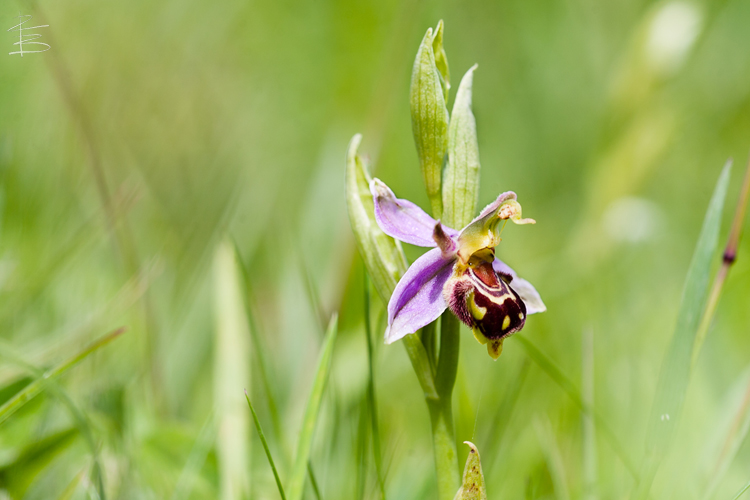 Bee Orchid