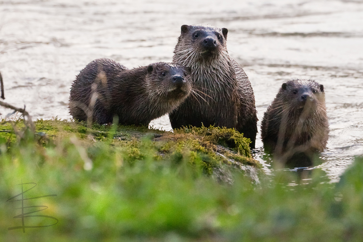 Otter Family in Blandford Forum