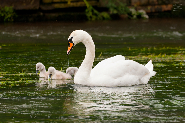 Swan Family