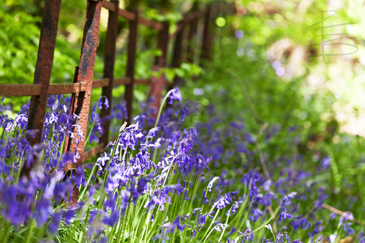 Bluebell Fence