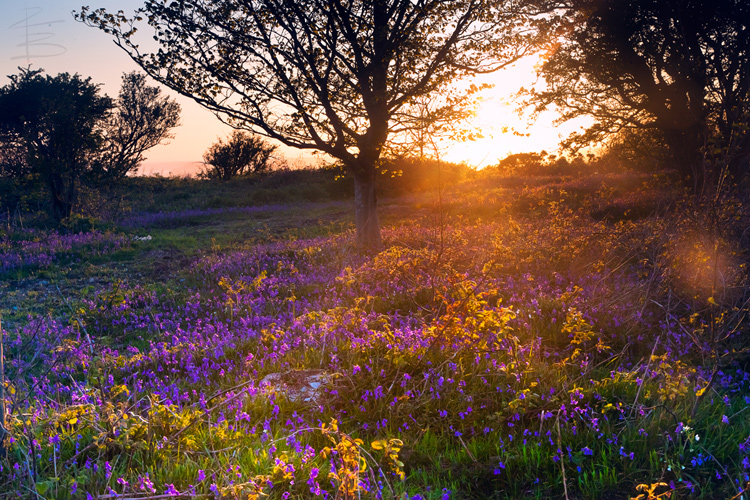 Bluebells Sunset
