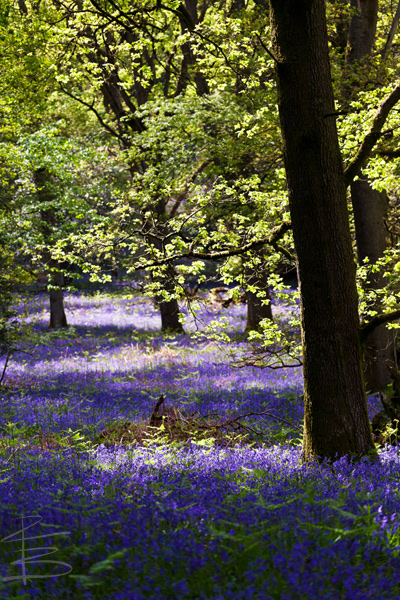 Bluebells in the Wood