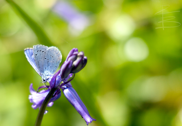 Blue on Blue
