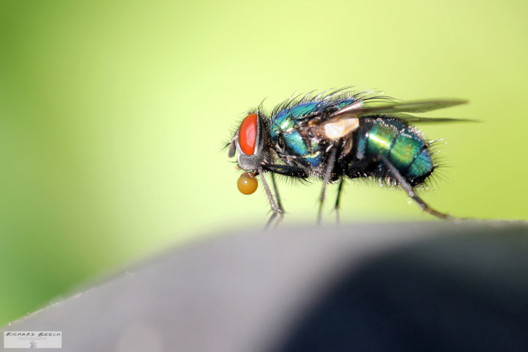 Bubble-Blowing Fly