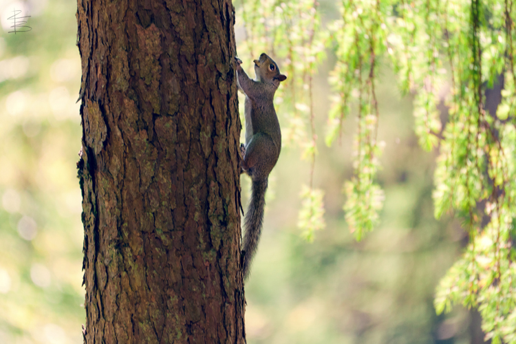 Tree Climb