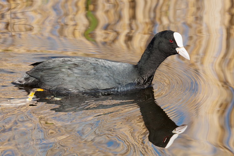 Coot Reflection