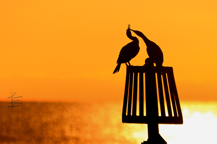 Cormorant Couple 2