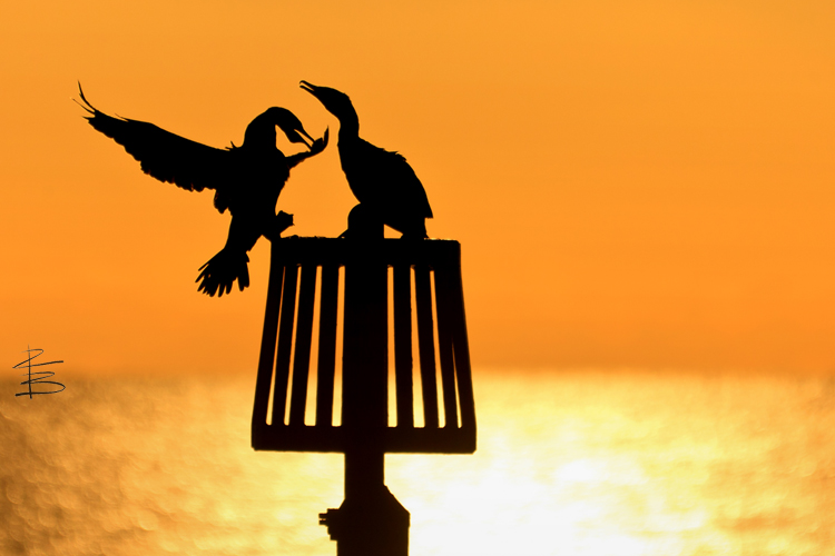 Cormorant Couple 1