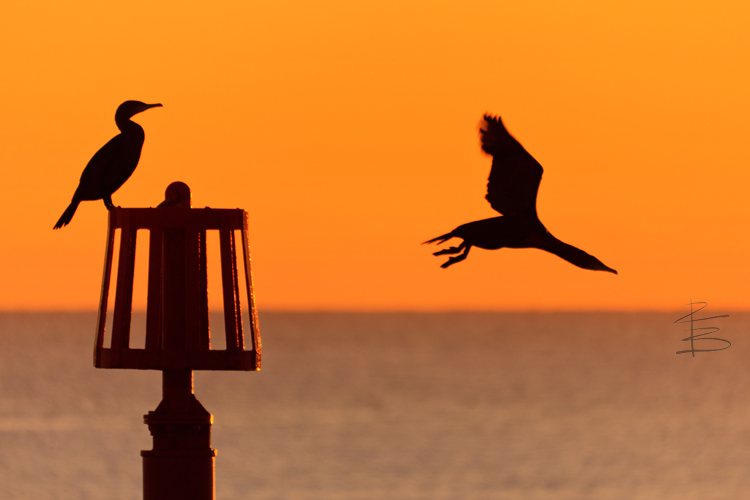 Cormorant Couple 3