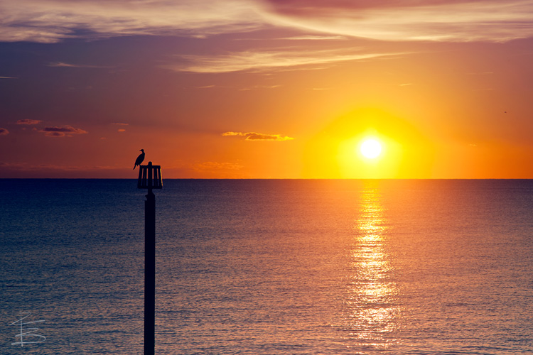 Sundown Cormorant