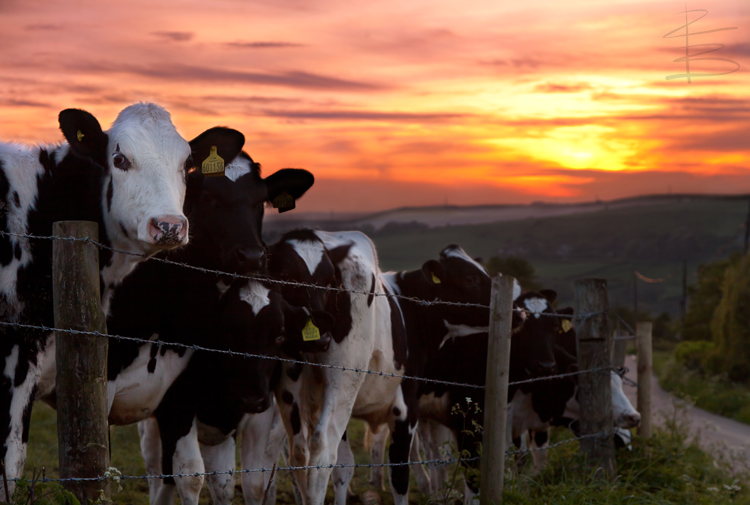 Sunset Cows