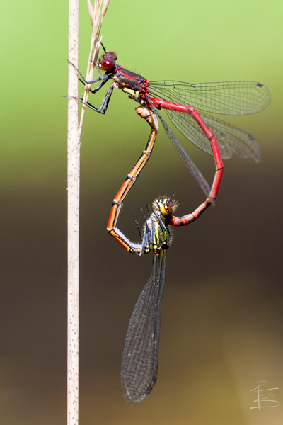 Damselfly Couple