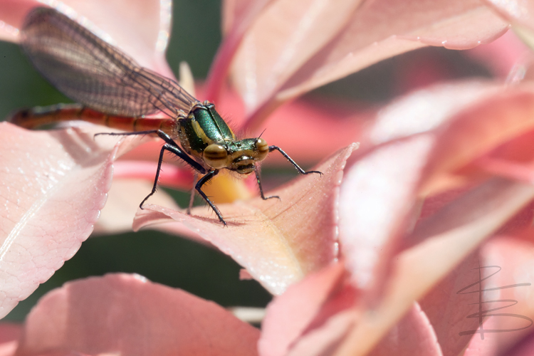Damselfly on Pink Flowers