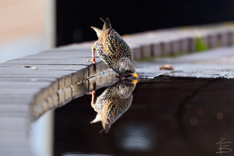 Starling Drinking