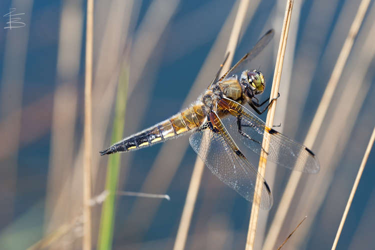 Four-Spotted Chaser Dragonfly