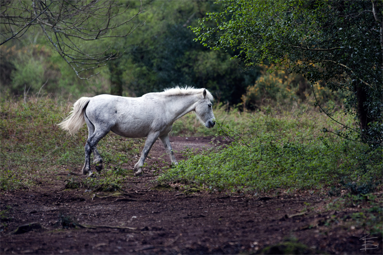 Egdon Heath Pony