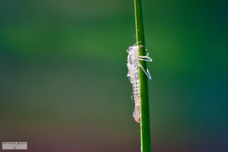 Damselfly Exoskeleton