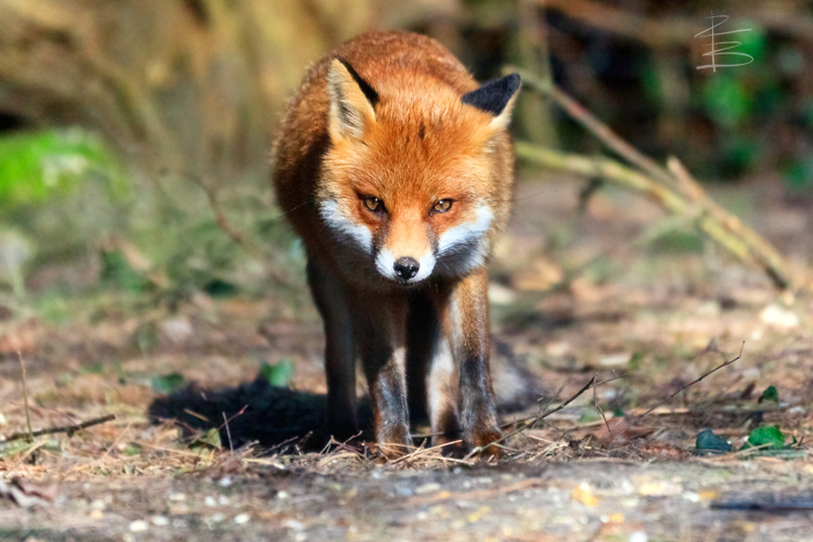 Face-to-face with a Fox