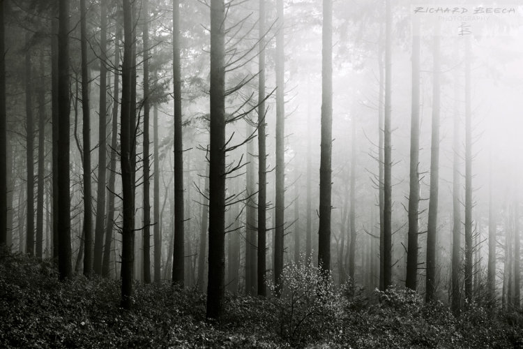 Into the Woods