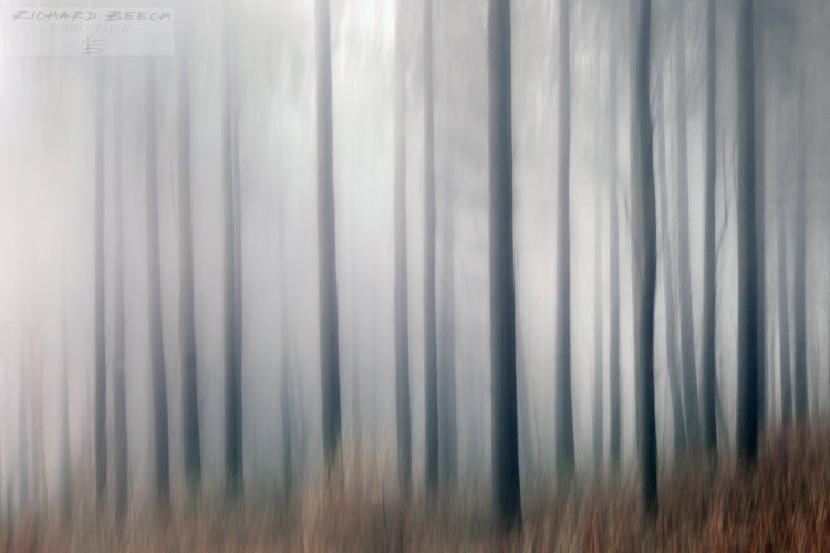 Misty woods blur