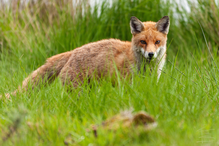 Fox