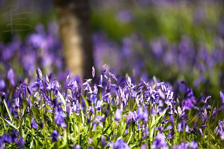Bluebells in Garston Woods