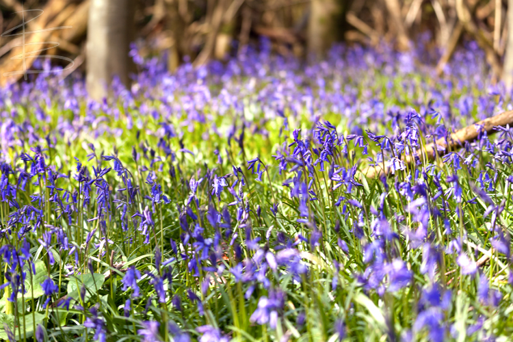 Bluebells in Garston Woods 3