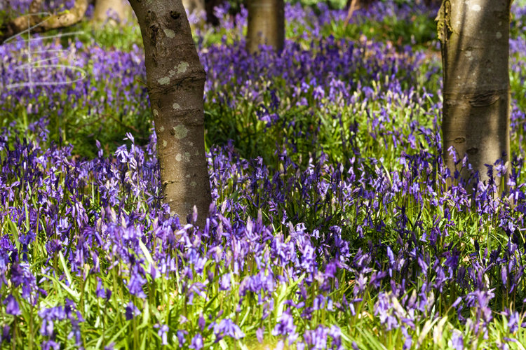 Bluebells in Garston Woods 2