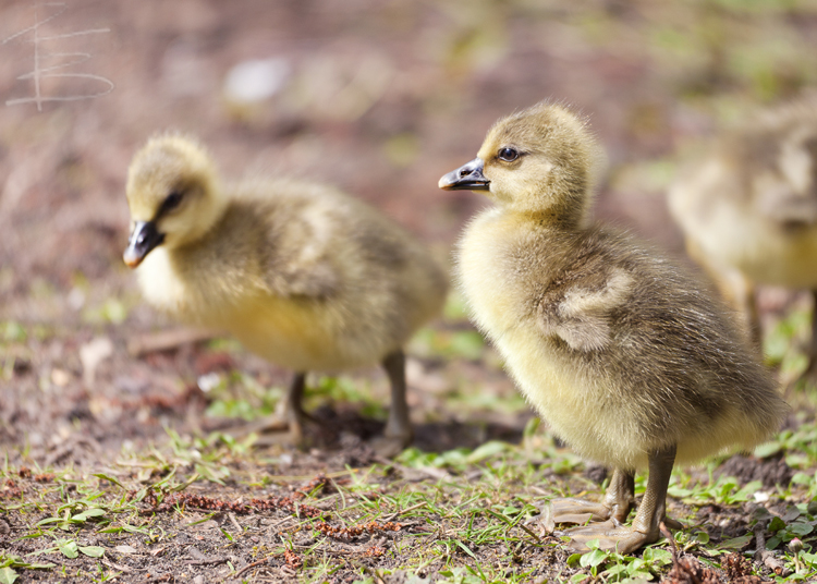 Greylag Goslings