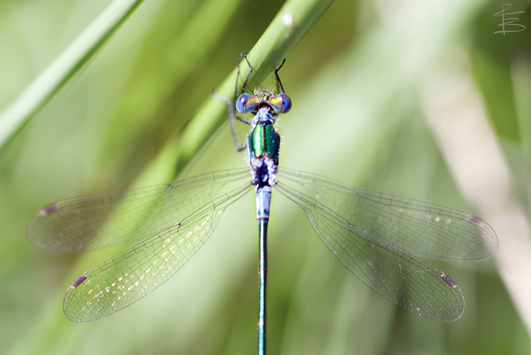 Emerald Damselfly