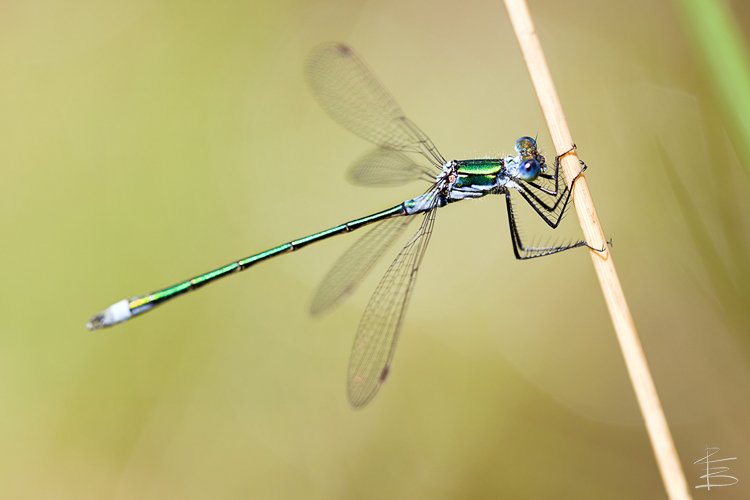 Emerald Damselfly Close-Up