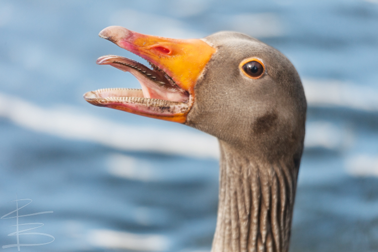 Honk!