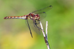 10 Tips for Photographing Dragonflies