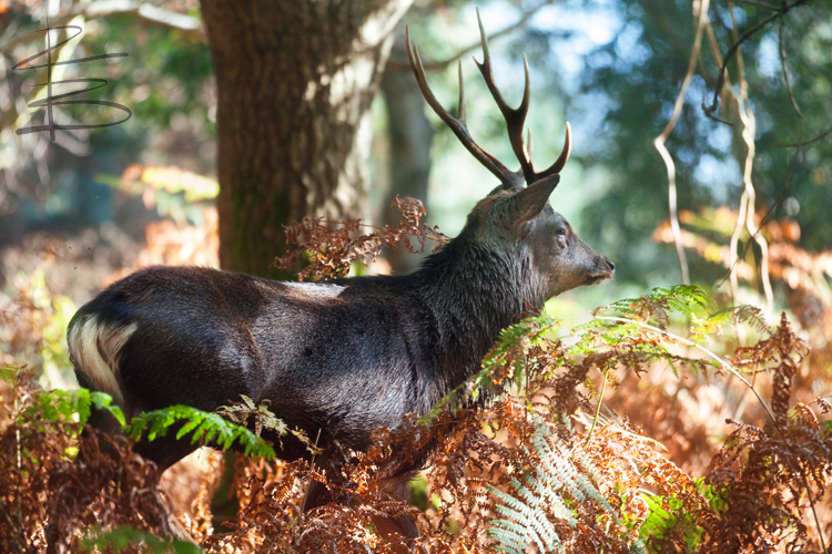 King of the Woods