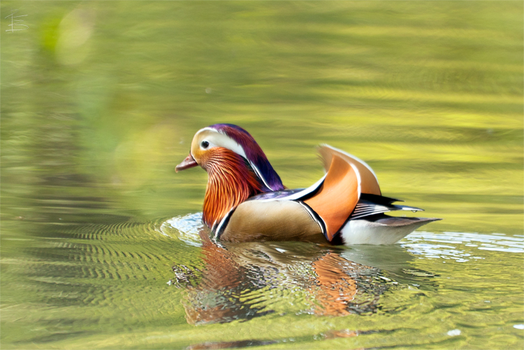 Mandarin Duck