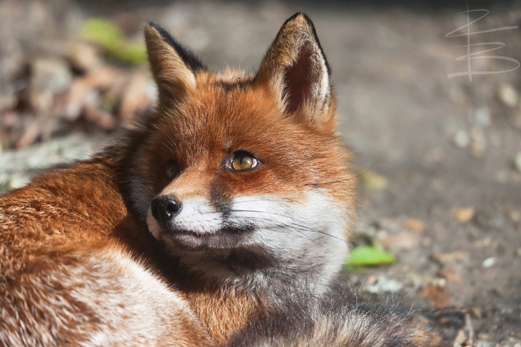 Red Fox