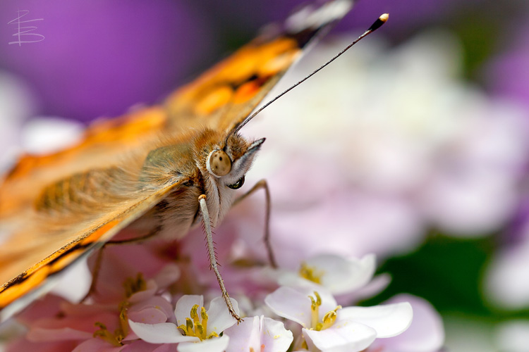 Painted Lady Portrait