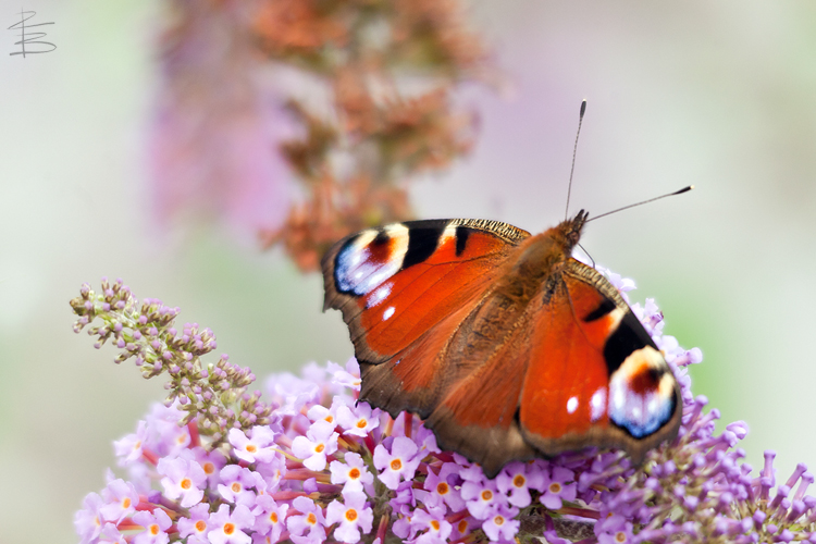 Peacock on Pink