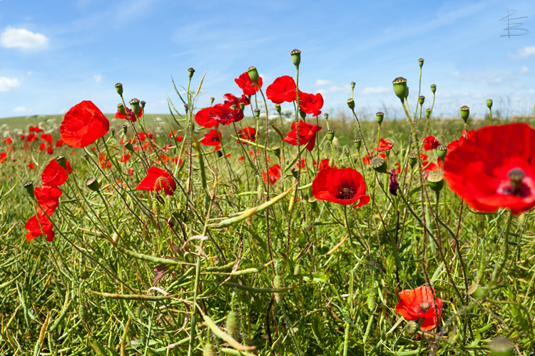Poppies & Blue Sky